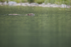 Castor d'Europe sur une rivière.